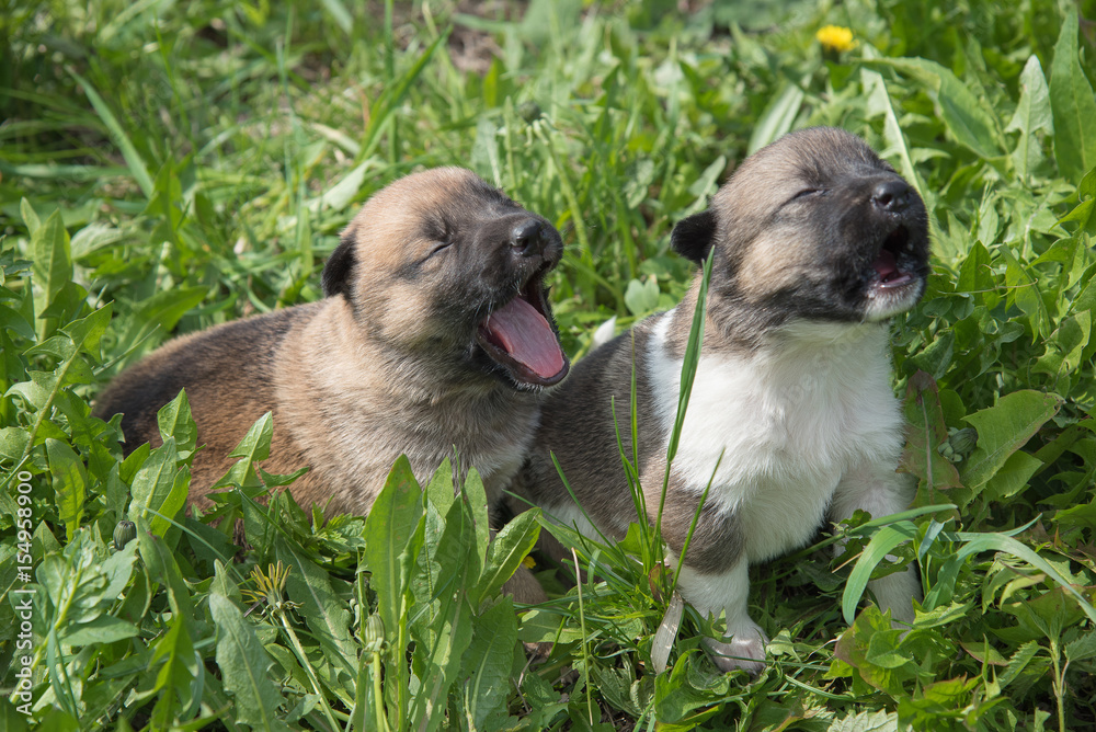 Two lovely charming puppies of Laika breed lie in summer grass and whine or bark Two lovely charming puppies of Laika breed lie in summer grass and whine or bark