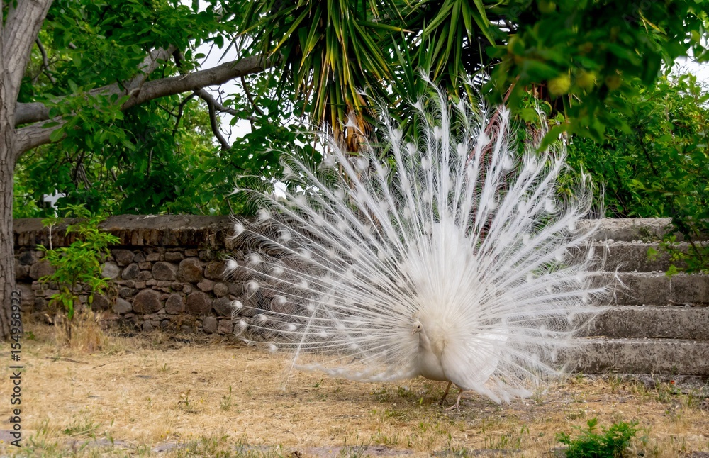 A white peacock lives on the island of Lesbos in Greece in Moni Limonos Monastery