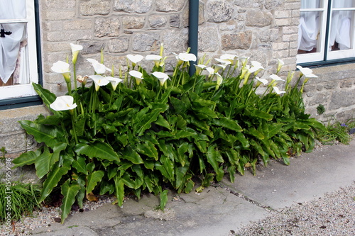 Beautiful white peace lilies growing outside a traditional stone house