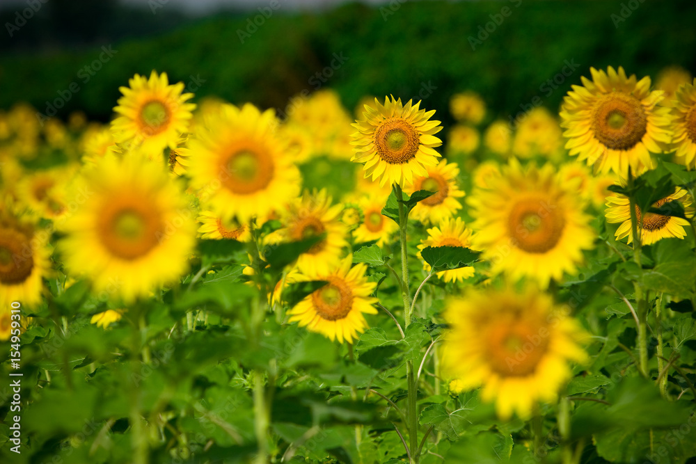Obraz premium Shallow depth of field selective focus of sunflowers