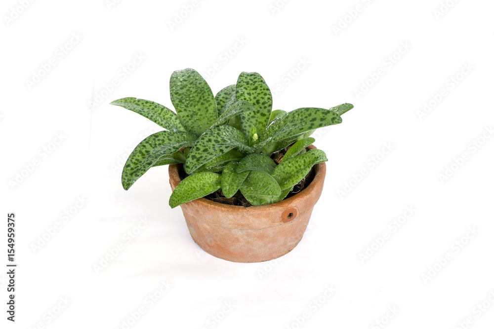 tree in a pot isolated on white background.