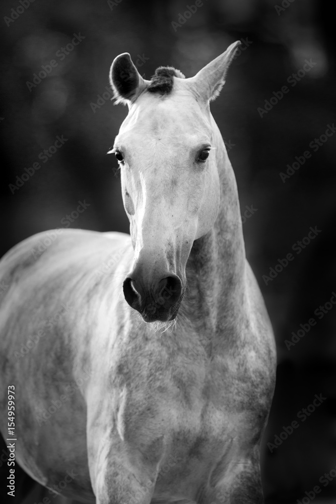 Obraz premium White horse portrait in motion. Black and white