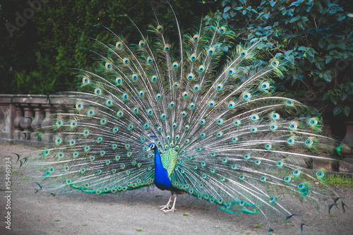 Beautiful peacock. male peacock displaying his tail feathers