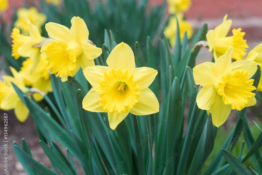 Yellow daffodils blooming in the garden.
Yellow daffodils blooming in the garden.