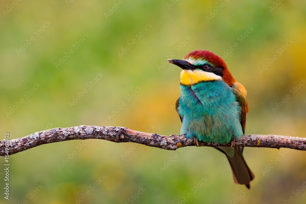 Obraz premium Small bird perched on a branch