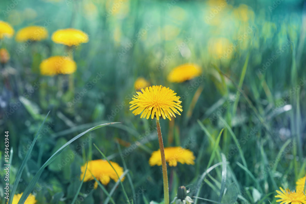 Obraz premium Beautiful summer meadow with dandelion flowers. Natural background with vintage toned effect.