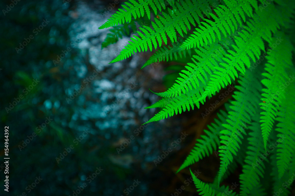 Beautiful colorful bright green fern leaves background. Exotic fern frond leaf texture in the forest close up, macro view. Beautiful colorful bright green fern leaves background. Exotic fern frond leaf texture in the forest close up, macro view.