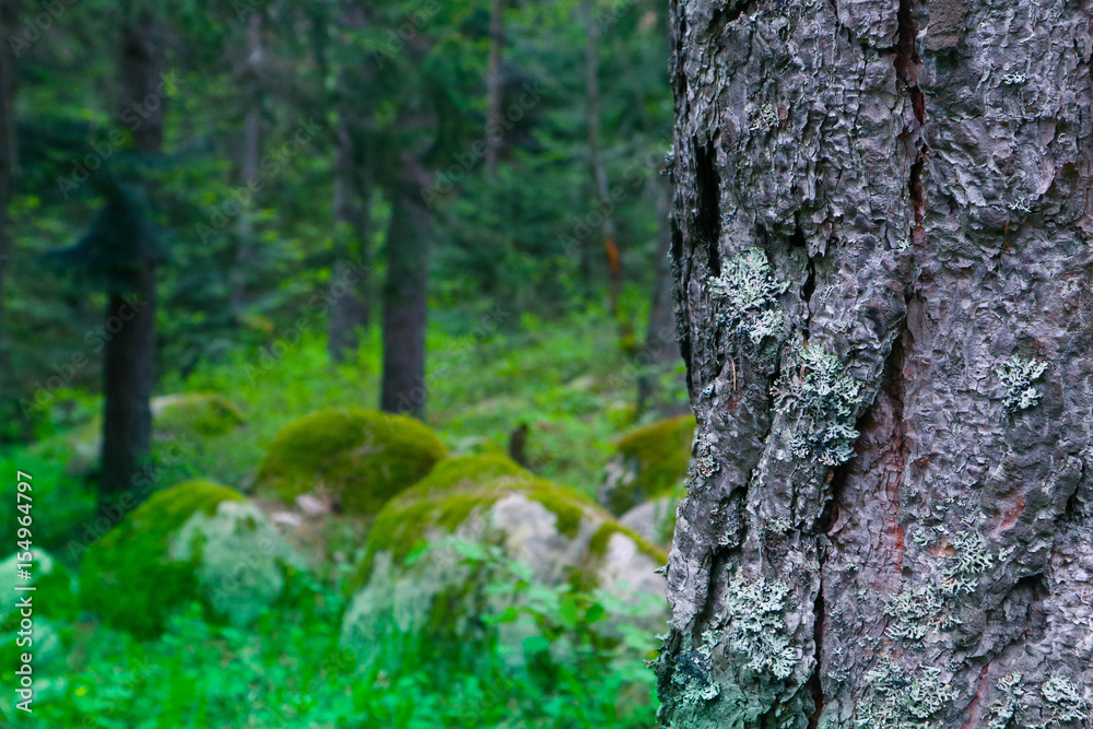 Mossy thee trunk closeup, mystical pine woods on the background. Photo depicts an old pine tree bark with lichen macro view, blurred foggy wood on the background. Mossy thee trunk closeup, mystical pine woods on the background. Photo depicts an old pine tree bark with lichen macro view, blurred foggy wood on the background.