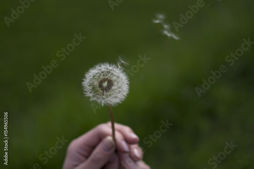 Fluffy dandelion