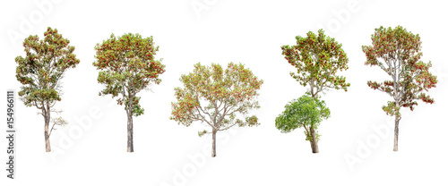 Isolated trees on white background , The collection of trees.