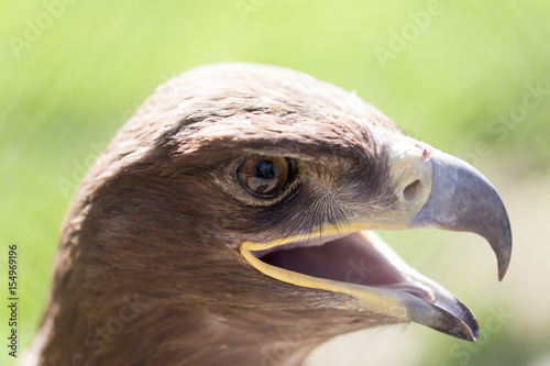 Portrait of an eagle in a park