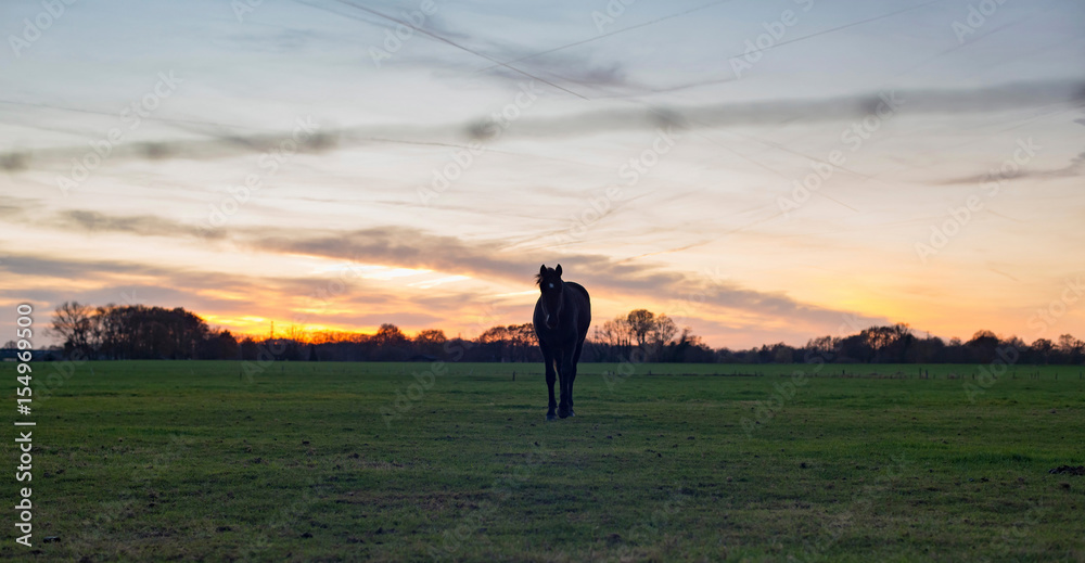 Silhouette of horse standing in meadow during sunset.