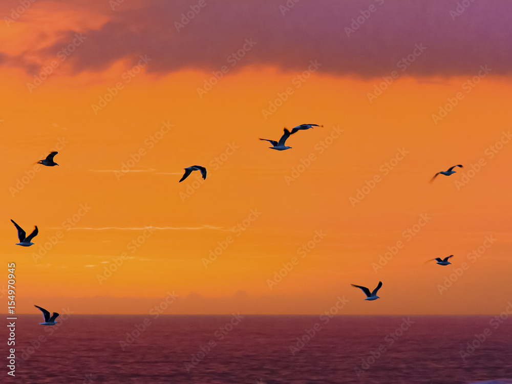 Sea-birds fly past a spectacular sunset at Storms River mouth in the Tsitsikamma Nature Reserve in South Africa. Sea-birds fly past a spectacular sunset at Storms River mouth in the Tsitsikamma Nature Reserve in South Africa.
