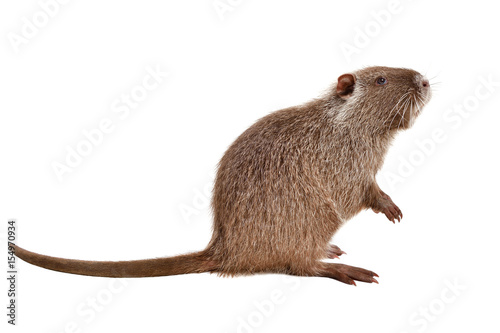 Portrait of a coypu, sitting in profile, isolated on white background 