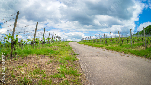Vineyard road leading into the german vineyards