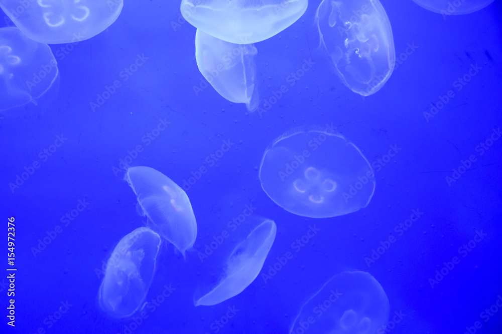 jellyfish In an aquarium on a blue background jellyfish In an aquarium on a blue background