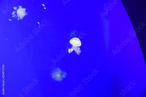White-spotted jellyfish Phyllorhiza punctata © yalo173