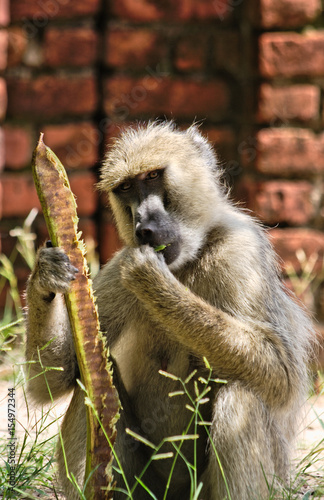 Baboon eating seed pod of flame tree at the campsite in Malawi.