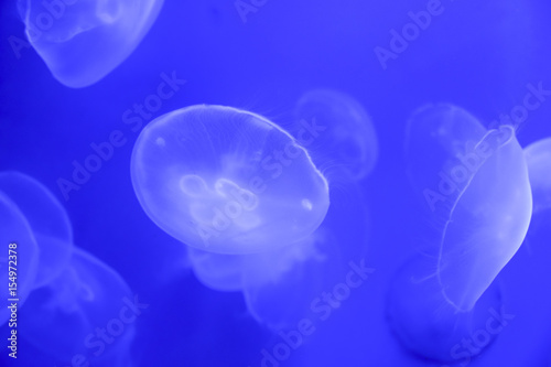  jellyfish In an aquarium on a blue background © yalo173