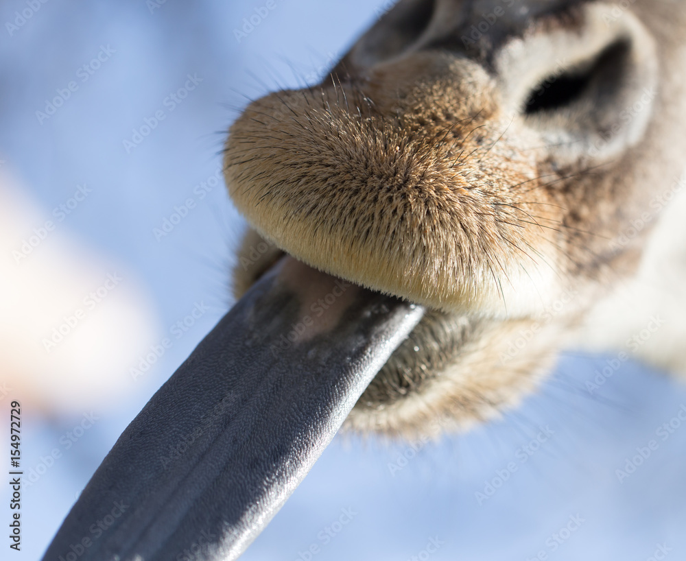 Giraffe shows the language in nature Giraffe shows the language in nature
