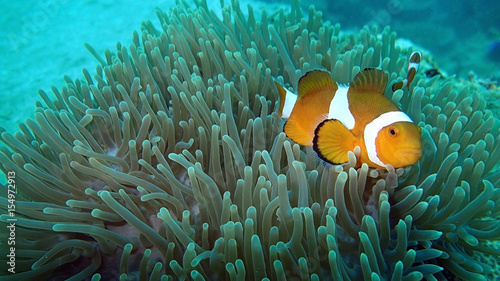 Coral reef fish that found in coral reef area at tioman island, Malaysia © MuhammadHamizan