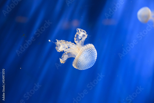 White-spotted jellyfish Phyllorhiza punctata