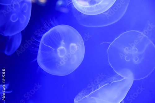 Fototapeta Naklejka Na Ścianę i Meble -   jellyfish In an aquarium on a blue background