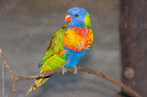 A beautiful brightly colored parrot on display in a captive environment. This parrot (or close relative) is probably a juvenile. It was on display in a bird park.