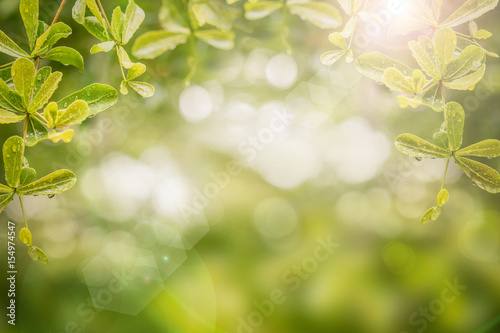 Fresh morning dew on green leaves tree. Sunny day concept. Natural background. Rainy season.