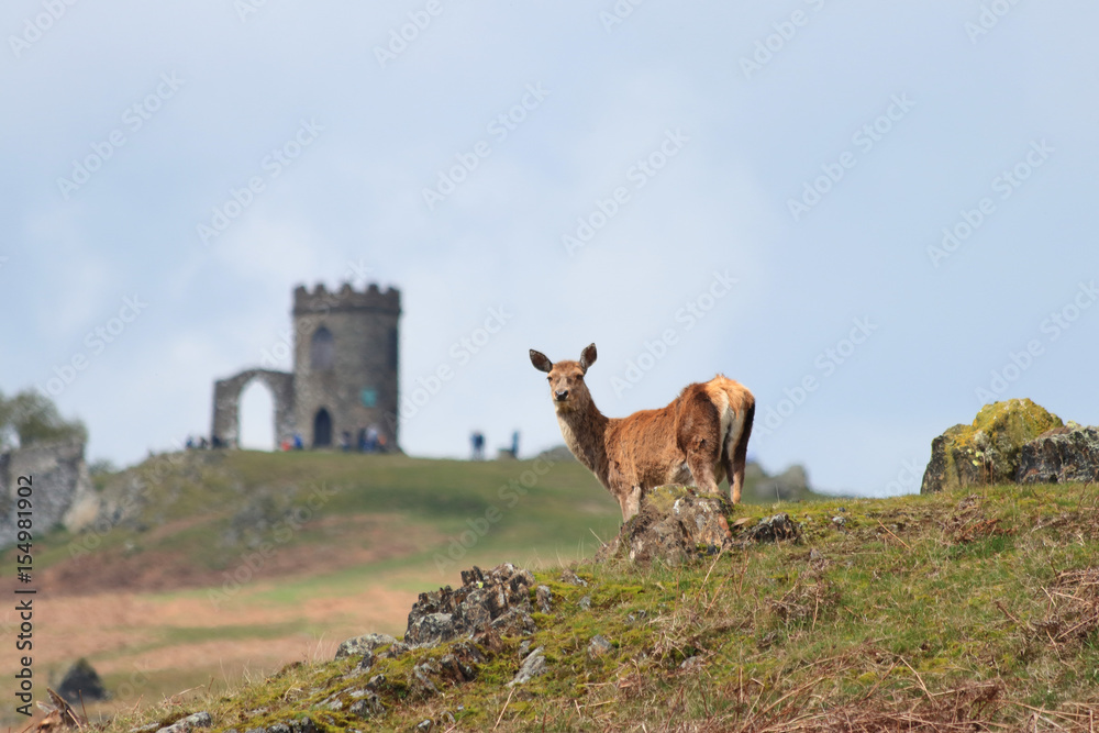 Fototapeta premium Deer and tower