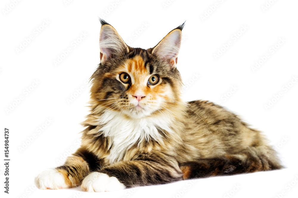Cat looks, Maine Coon breed