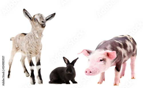 Goat, rabbit and pig, standing isolated on white background