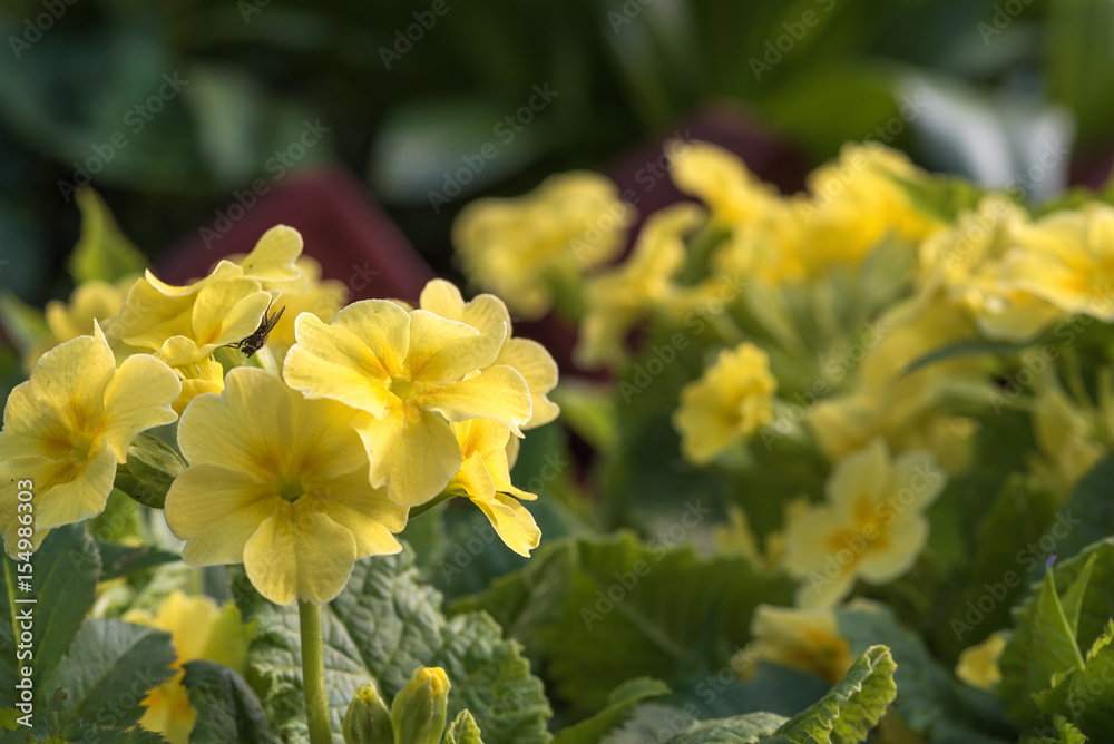 The flowers are primrose yellow. The flowers are primrose yellow.