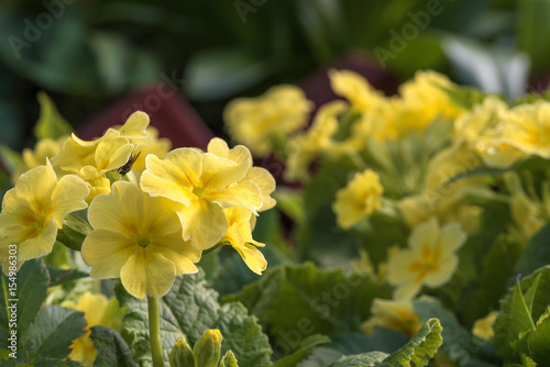 The flowers are primrose yellow.