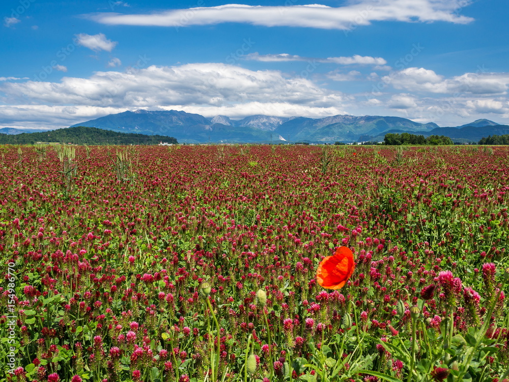 Blooming red clover fields under the alps