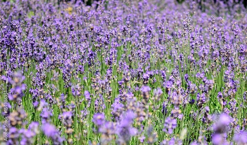 Violettes Blumenmeer
