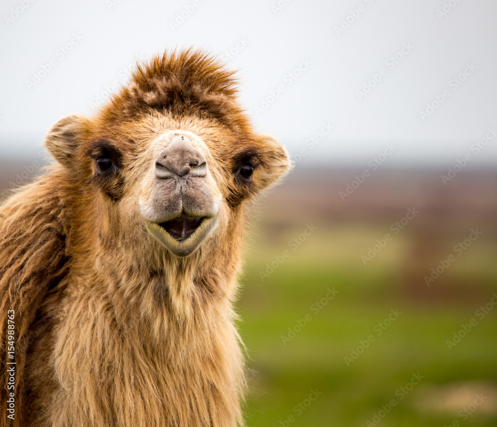 Obraz premium Portrait of camel on nature in spring