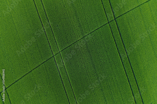 Green wheat field as background photo