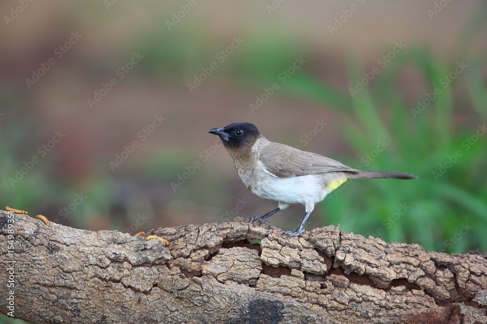 Dark-capped bulbul (Pycnonotus tricolor) in Zambia Dark-capped bulbul (Pycnonotus tricolor) in Zambia