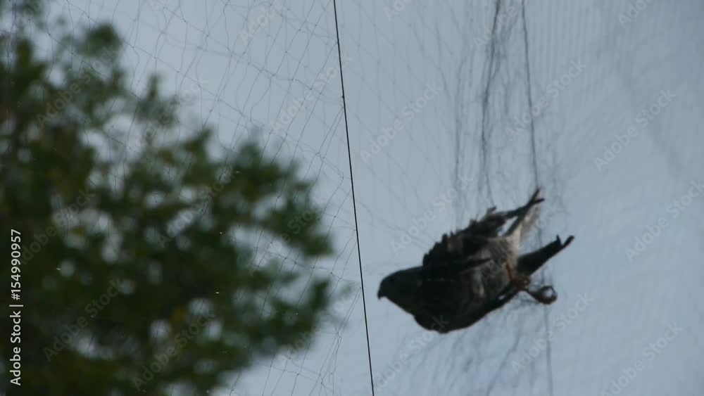 Bird trapped in net,struggling to die in blue sky like fail loser