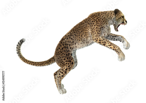 3D Rendering Big Cat Cheetah on White