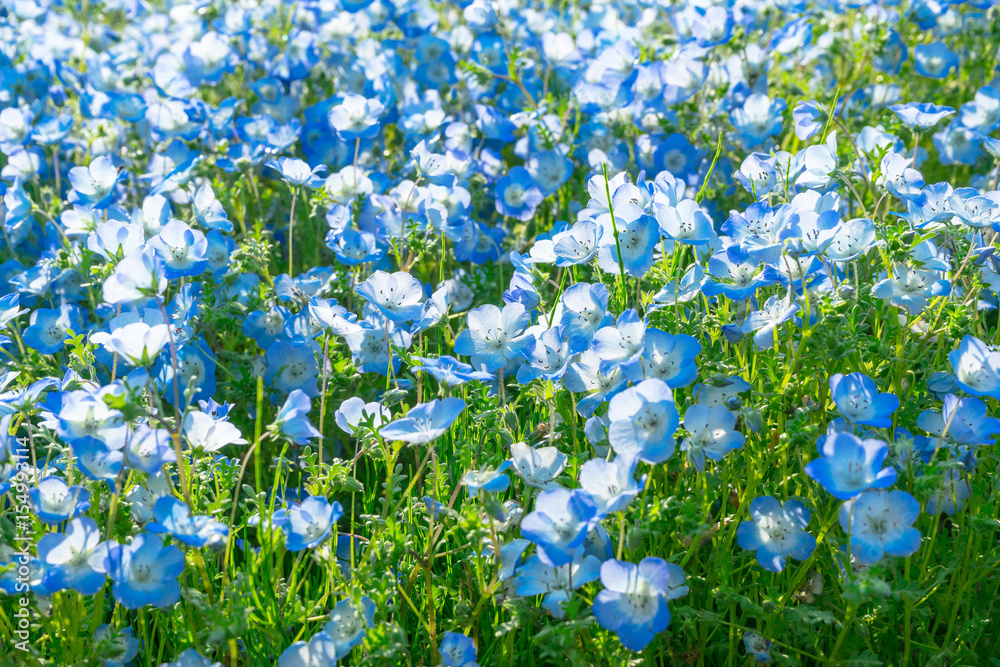 Nemophila flower garden 5