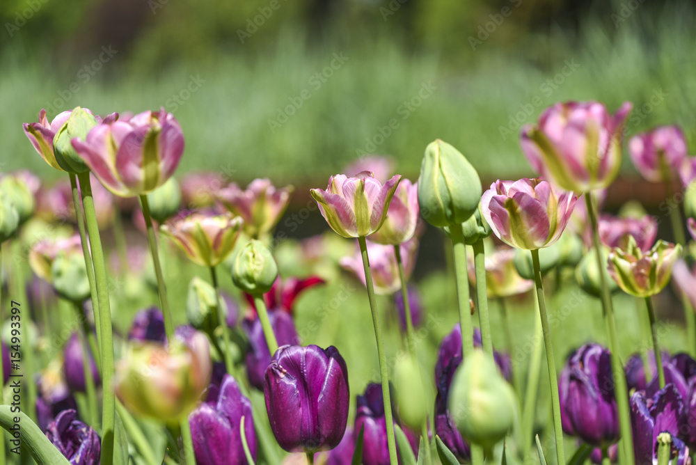 Obraz premium Blooming colorful tulips in a garden, spring time in Poland.