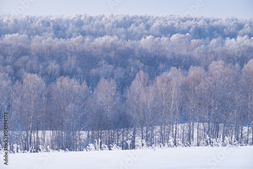 Birch forest under hoarfrost in winter season © Serg Zastavkin