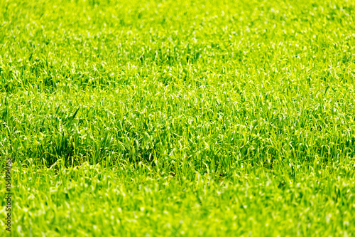 Green grass on nature as background.