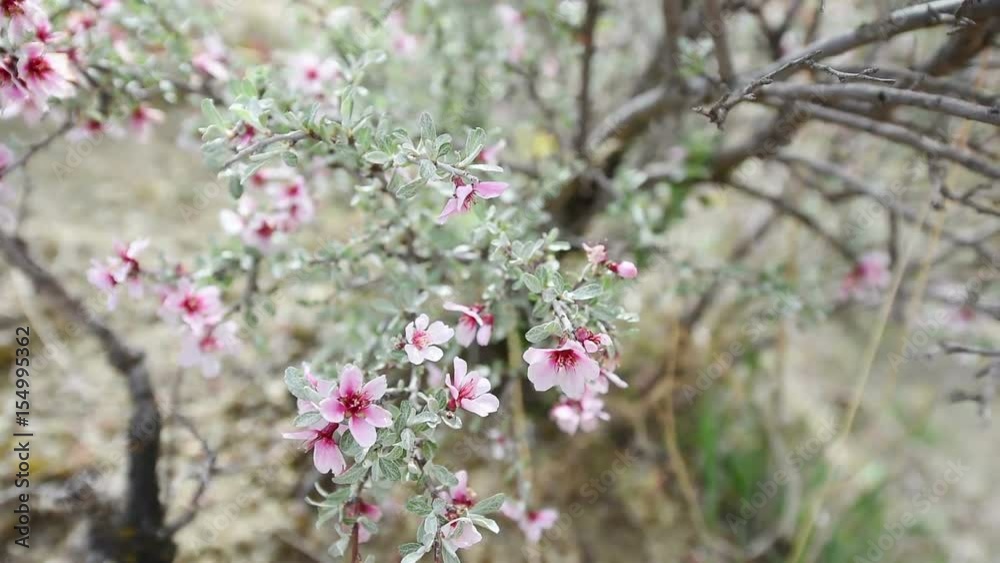 white - pink flowers trees. Beautiful spring flower. white - pink flowers trees. Beautiful spring flower.