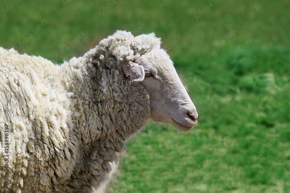Close up of a sheep in her rural setting Close up of a sheep in her rural setting