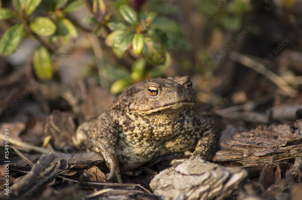 The common toad, European toad (Bufo bufo)