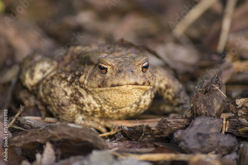 The common toad, European toad (Bufo bufo)
