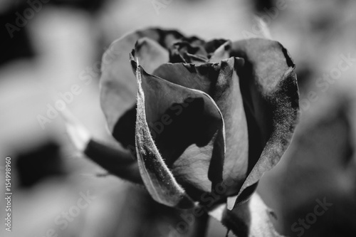 Photo of red rose on a green foliage background black and white